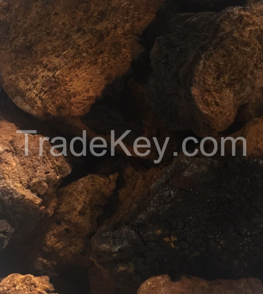 CHAGA MUSHROOM chunks