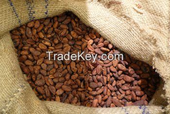 High Grade Cocoa Beans and Cocoa Nibs