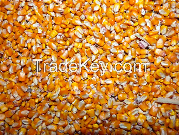 High quality Maize Dried Corn