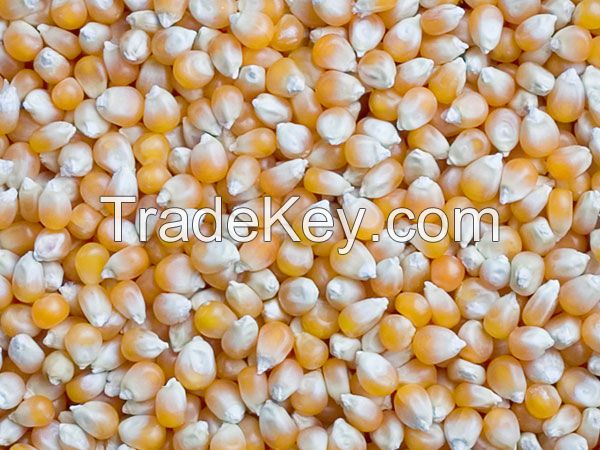 Popcorn Kernel for sale