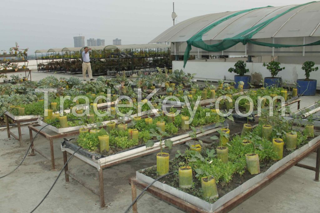 Rooftop Organic Farming