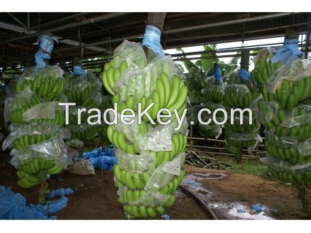 Fresh Banana from Viet Nam