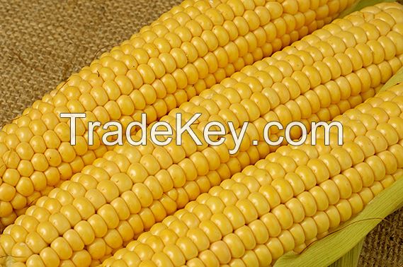 Yellow Corn