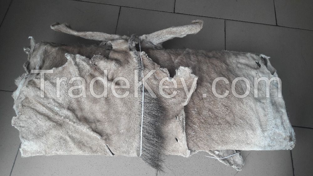 Wet/Dry Salted Donkey/Goat Skin /Donkey / Salted Cow Hides