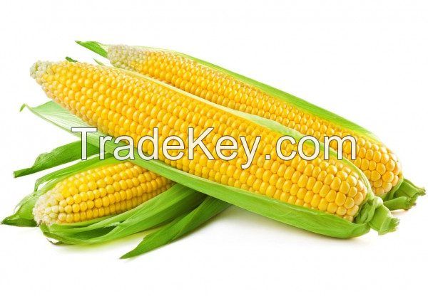 Corn