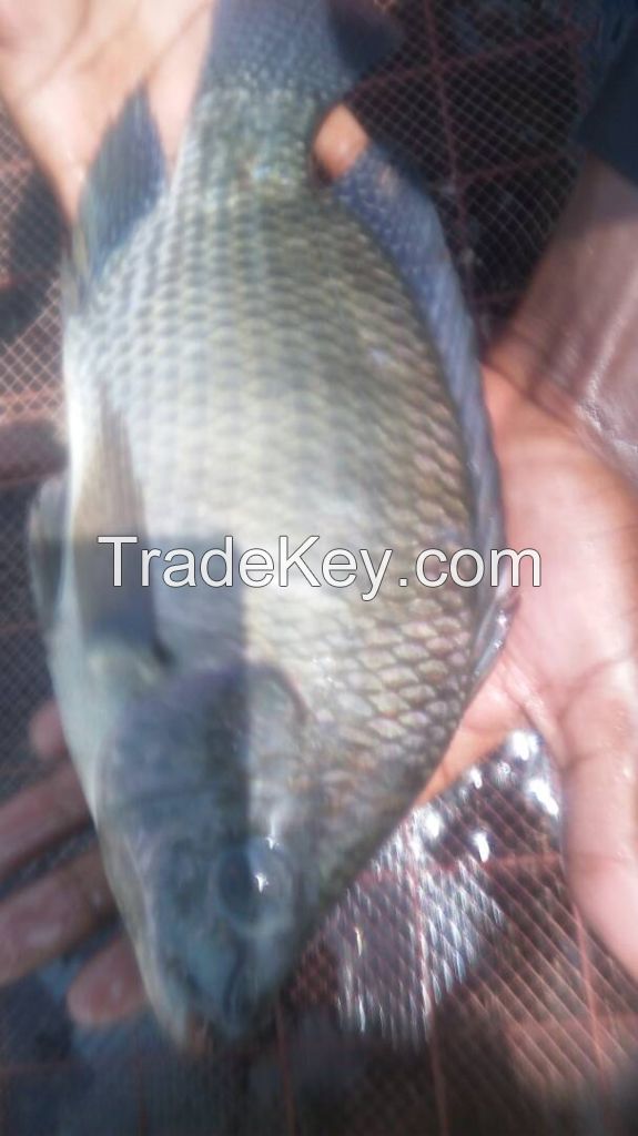 Nile Tilapia from Uganda