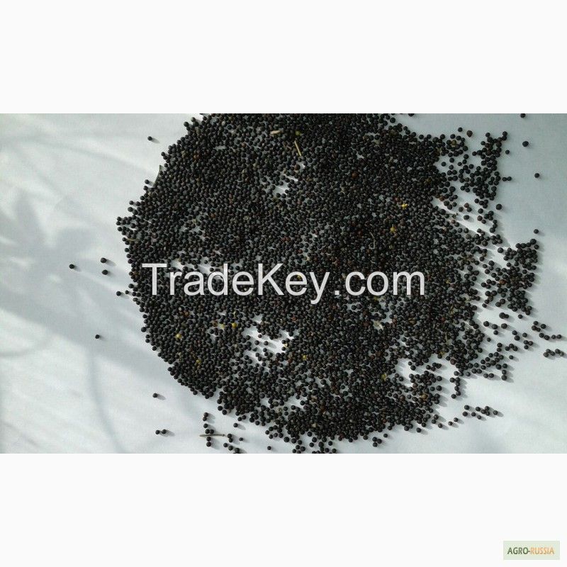 High Quality Certified Rapeseeds