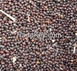 High Quality Certified Rapeseeds