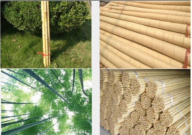 bamboo stakes