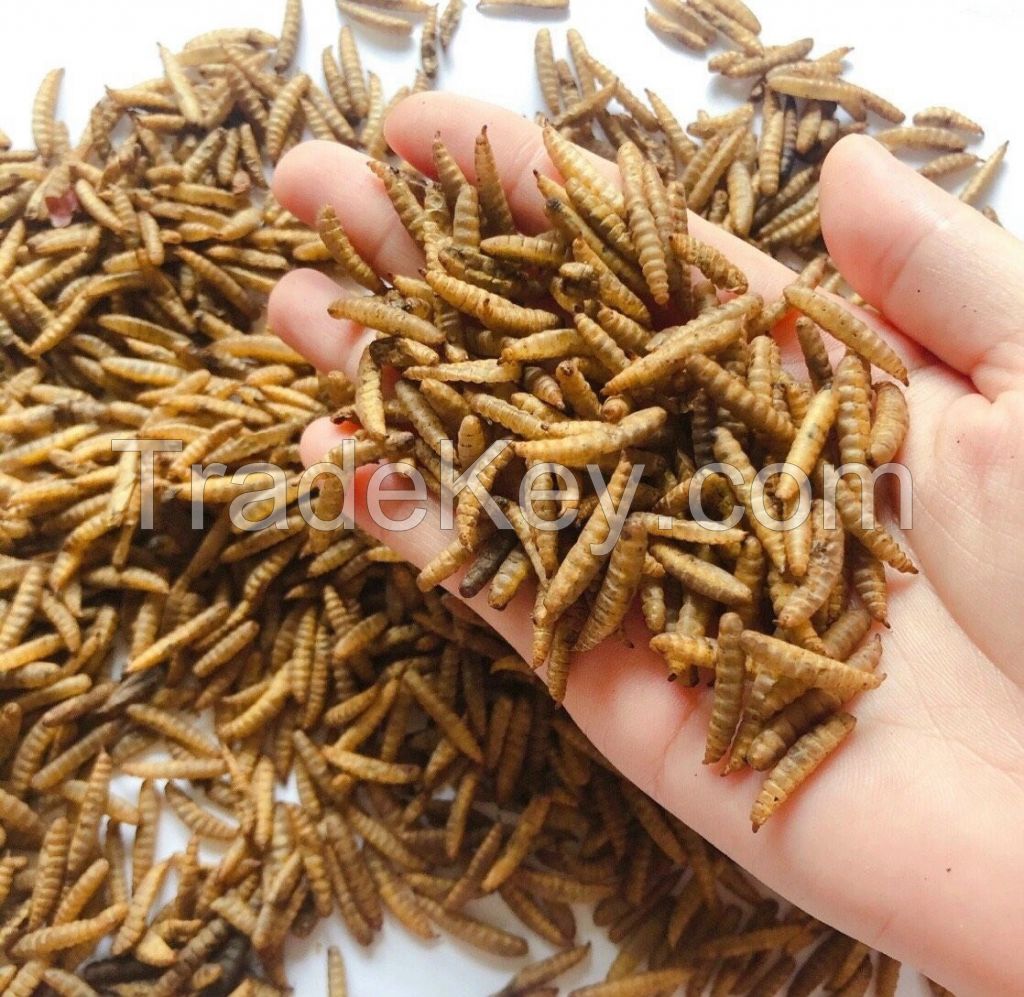 CALCIUM WORM - BIRD FOOD - CHEAP PRICE from VietNam