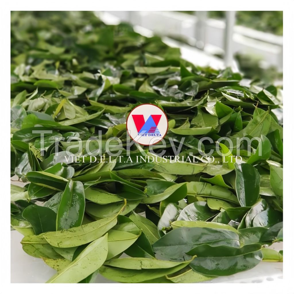 Soursop leaves/ Graviola leaves to process tea from Vietnam with high quality and low price in the market