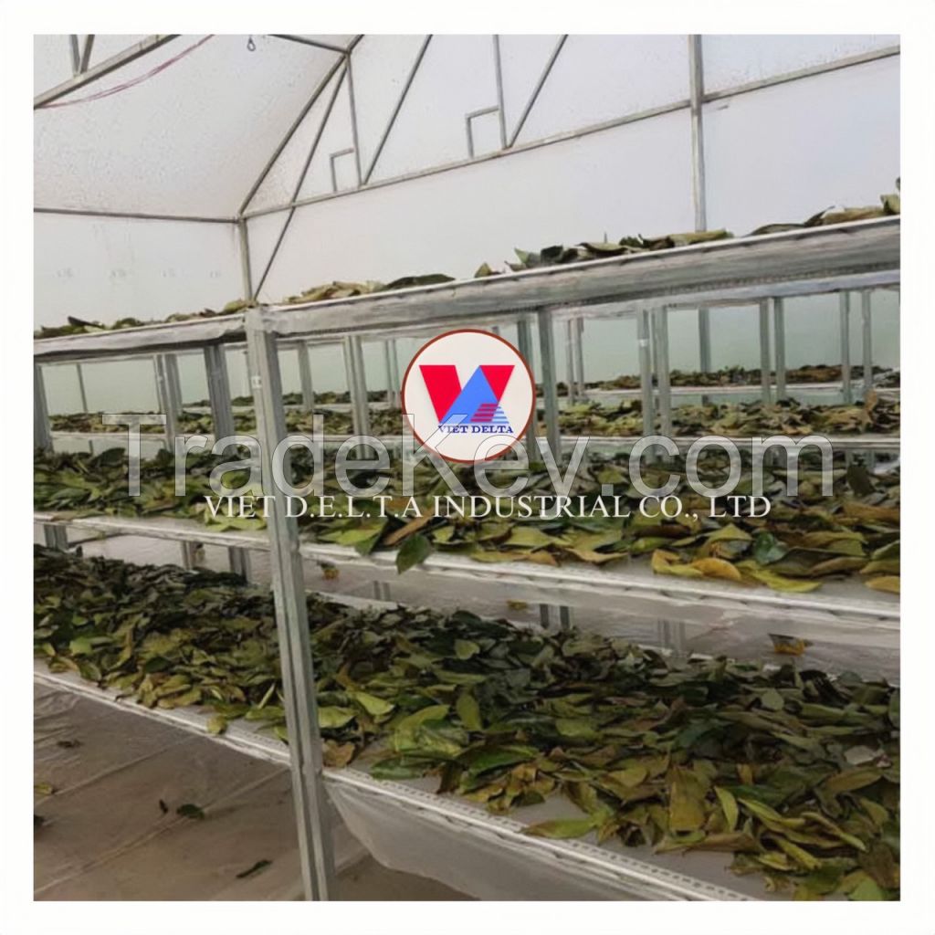 Soursop leaves/ Graviola leaves to process tea from Vietnam with high quality and low price in the market