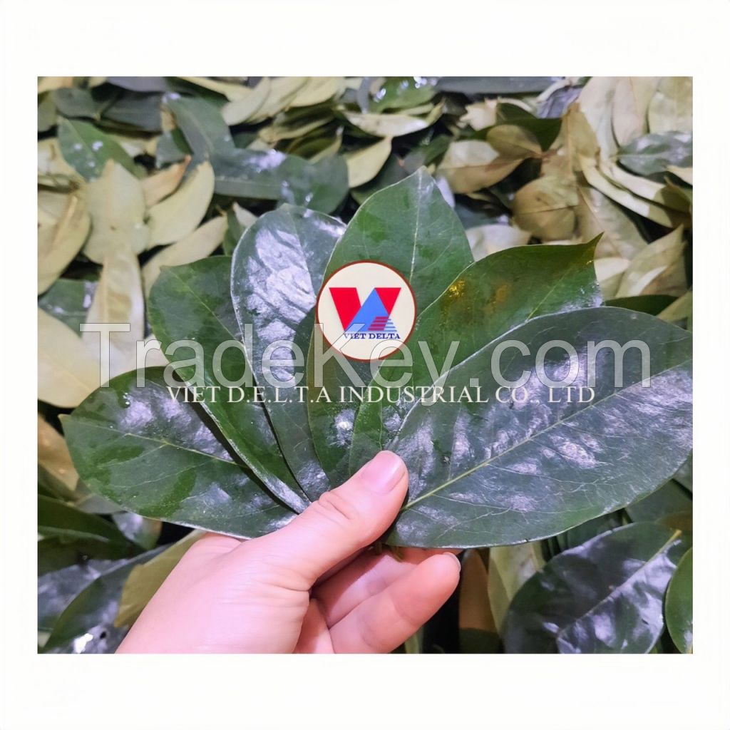 Soursop leaves/ Graviola leaves to process tea from Vietnam with high quality and low price in the market