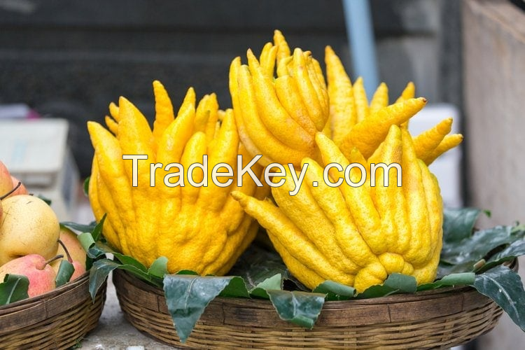 EXQUISITE BUDDHA HAND FRUIT FOR CULINARY ARTISTS NATURAL AND NON-GMO / AROMATIC AND VIBRANT / AFFORDABLE FOR FLAVORFUL CREATIONS / MADE IN VIETNAM 