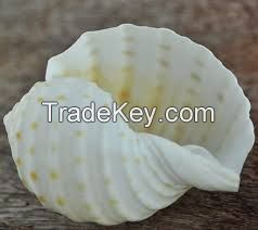 DRIED OCEAN SHELLS / NATURAL TEXTURE COLLECTION