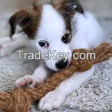 PLANT-BASED DOG CHEW TOY / COCONUT FIBER / NO ADDITIVES / PET SAFE