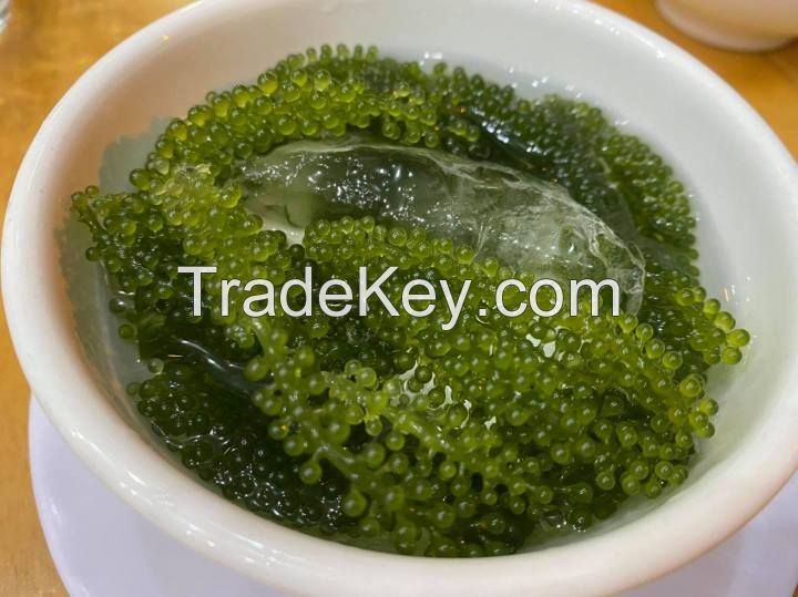 PURE GRAPE SEAWEED / CLEAN LABEL / PLANT-BASED / OCEAN HARVESTED