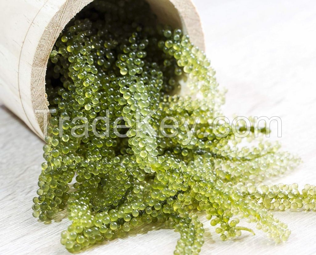 PURE GRAPE SEAWEED / CLEAN LABEL / PLANT-BASED / OCEAN HARVESTED