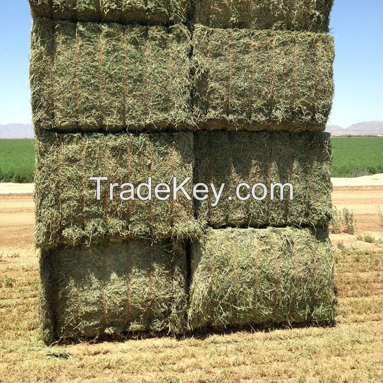 Bales Packaging and Alfalfa Hay Variety high quality alfalfa hay