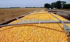 Grade A Premium Quality Natural Yellow Corn Maize for Bulk Supply