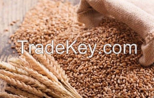 Wheat Seeds 