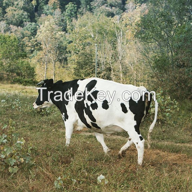 Holstein friesian cows and heifers for sale