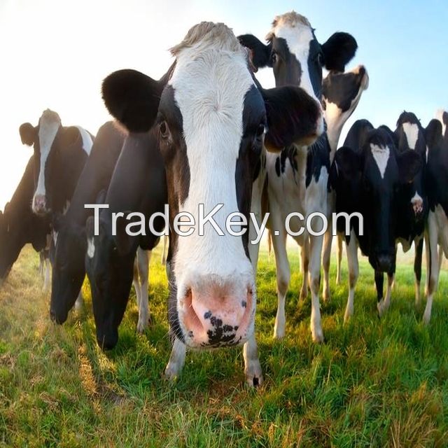 Holstein friesian cows and heifers for sale