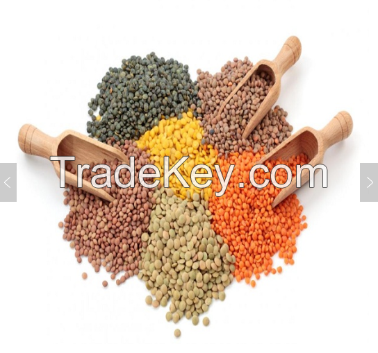 Wholesale Grade A Red Split Lentils /  Red Lentils / Yellow Lentils / Green Lentils