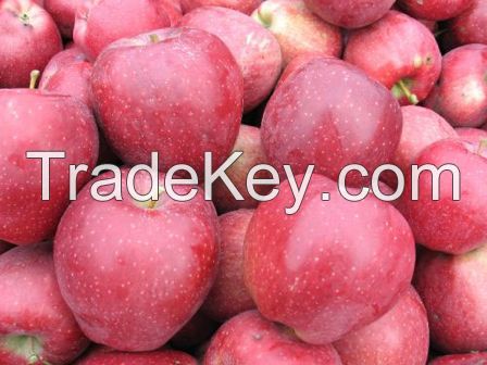 fresh apples