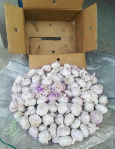 Fresh Garlic Premium Grade AA Garlic