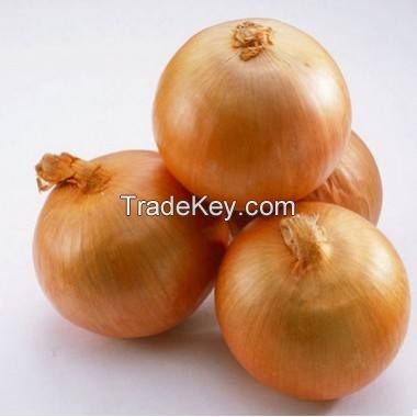 Fresh yellow onion brown onion non peeled onion price 1 kg