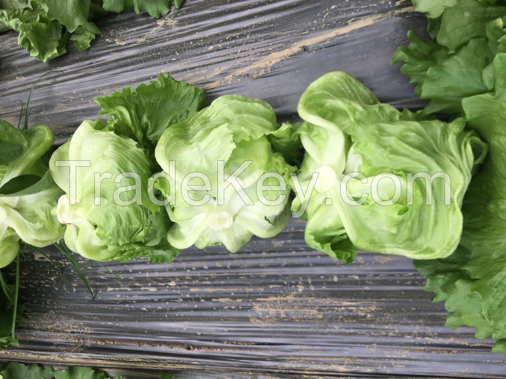 Fresh Iceberg Lettuce