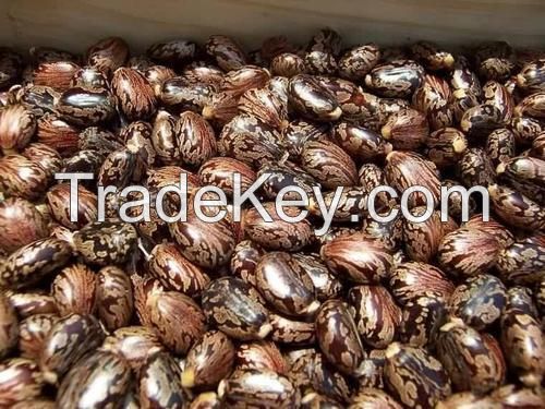 Castor seeds