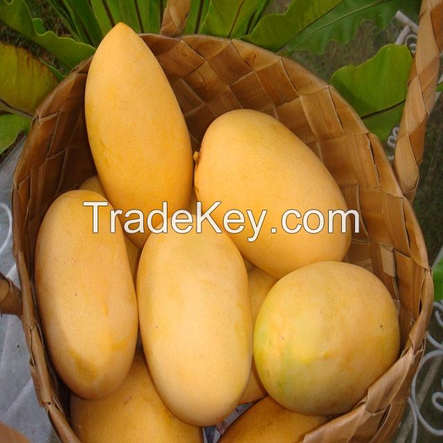 Fresh Mangoes