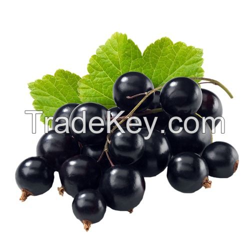 Black Currant