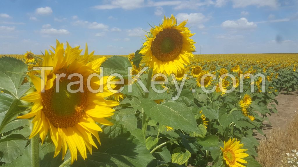 Sunflower oil and seed