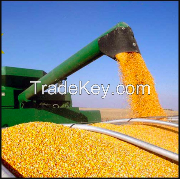 Yellow Corn for sale