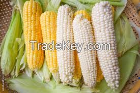 White and Yellow Corn Maize