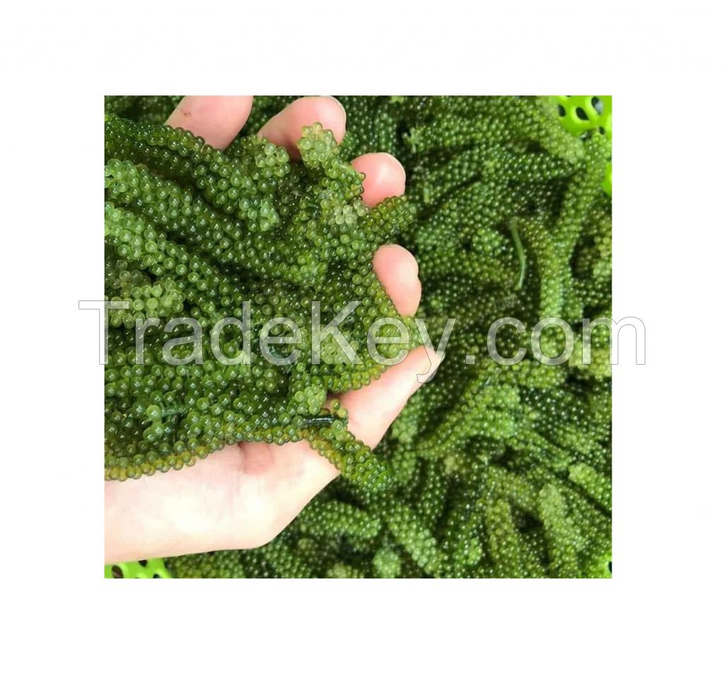 Umibudo sea grapes vietnam good price canivar sea grapes