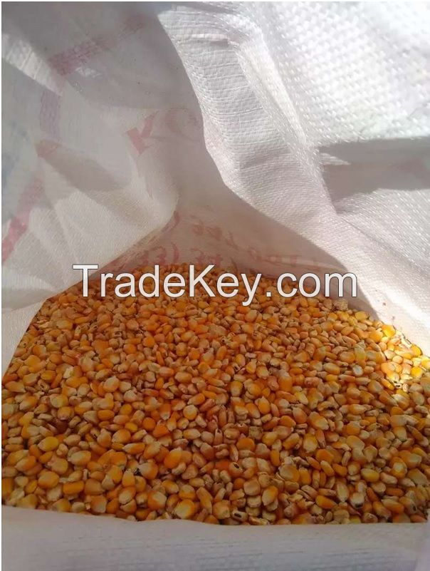 YELLOW MAIZE- NON GMO FOR SALE 