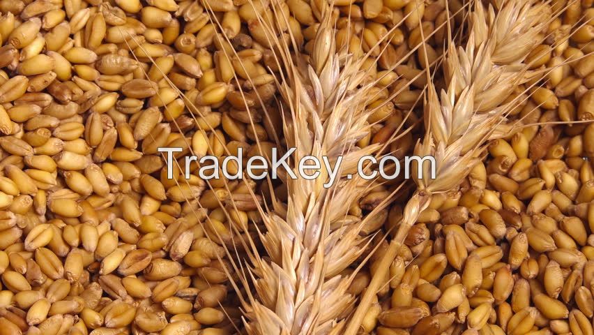 Wheat Seeds for sale 