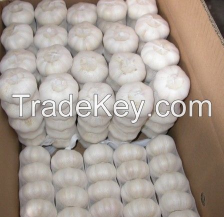 PREMIUM Garlic, fresh garlic for export