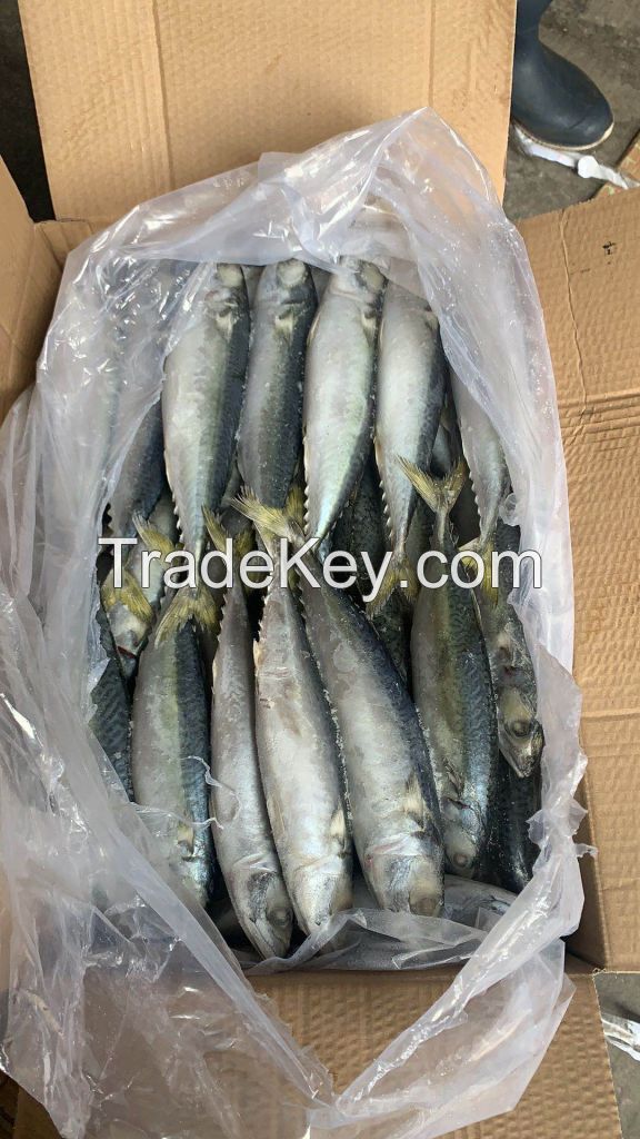 Frozen Mackerel Fish for sale