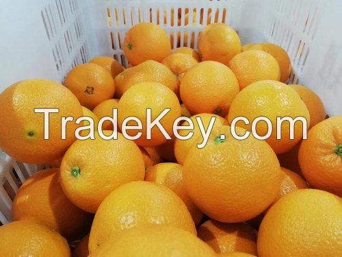 Fresh Valencia Oranges-Fresh Citrus Fruits