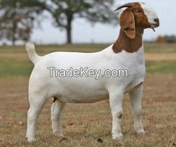 Pure Breed Boer Goat for sale from United Kingdom 