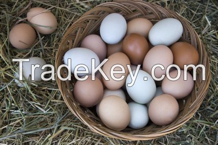 Fresh Chicken Table Eggs