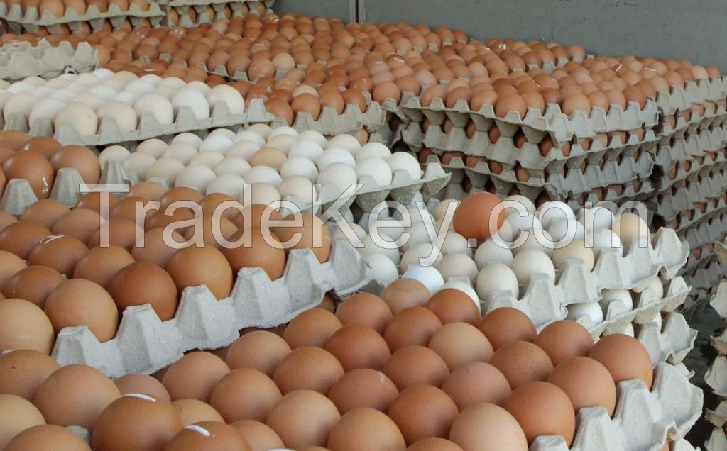 Fresh Chicken egg for sale