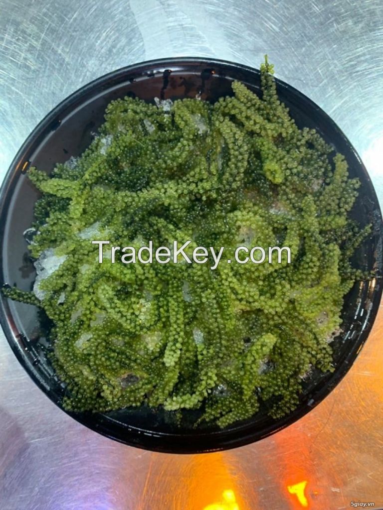 Sea Grapes Green Caviar Seaweed Sea Grapes Whatsapp 84348545435