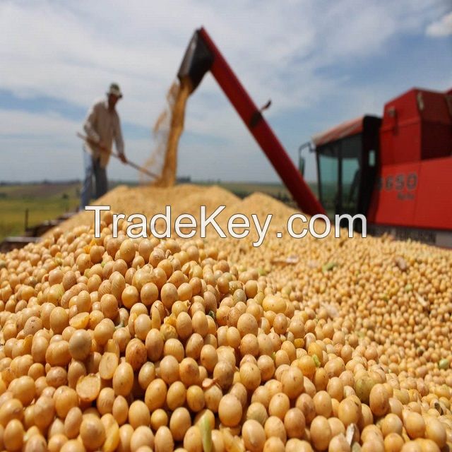 Soybeans - Soybeans High Quality Non GMO Yellow Dry Soybean 