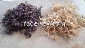 100% Organic Wildcrafted Sea Moss 